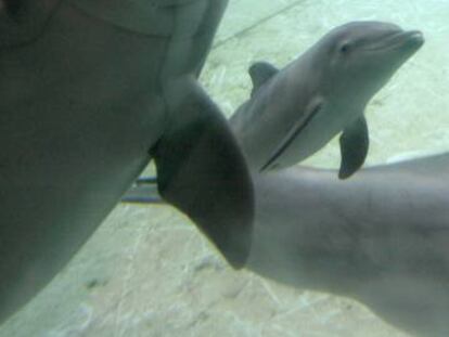 Algunos de los delfines del Acuario de Baltimore que irán al santuario.