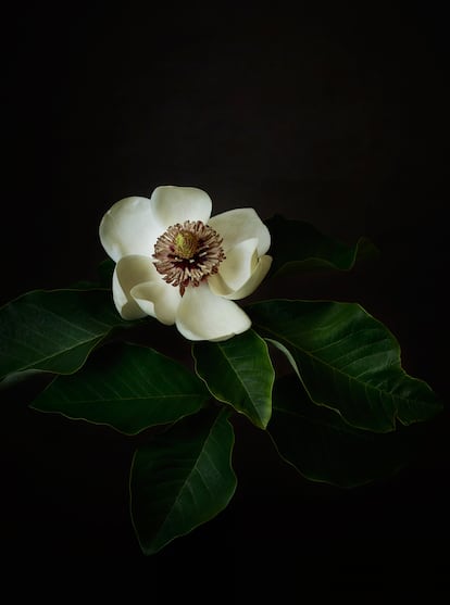 ‘Magnolia wieseneri’.