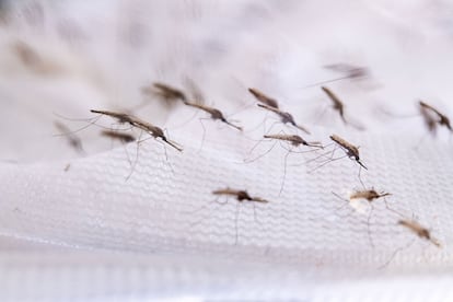 Los mosquitos que transmiten la malaria.