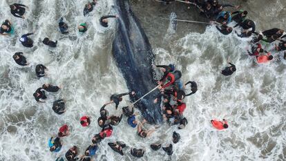 Trabajadores de rescate y voluntarios ayudando a una ballena varada en Mar del Plata (Argentina), el 9 de abril de 2018.