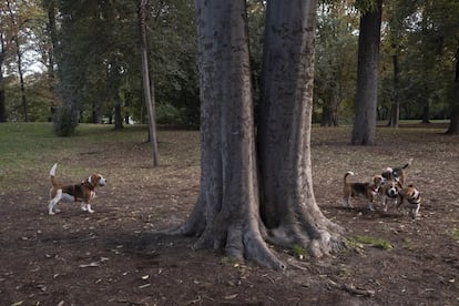 Cinco perros en el parque del Retiro, a finales de 2020.