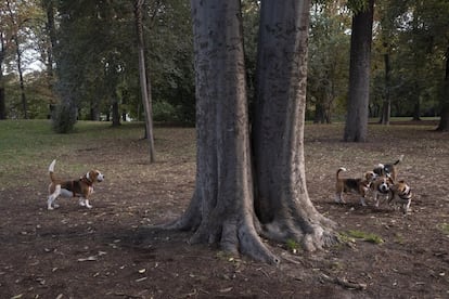 Parque del Retiro, en octubre del 2020. Debido a la pandemia, el número de personas que ha decidido adoptar o comprar un animal de compañía creció exponencialmente.