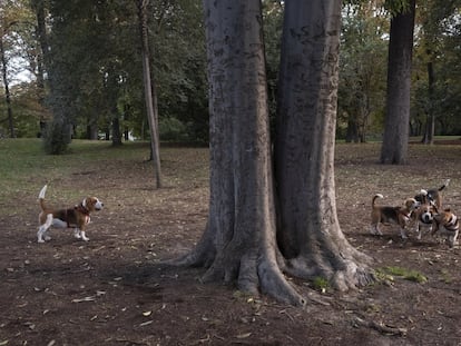 Cinco perros en el parque del Retiro, a finales de 2020.