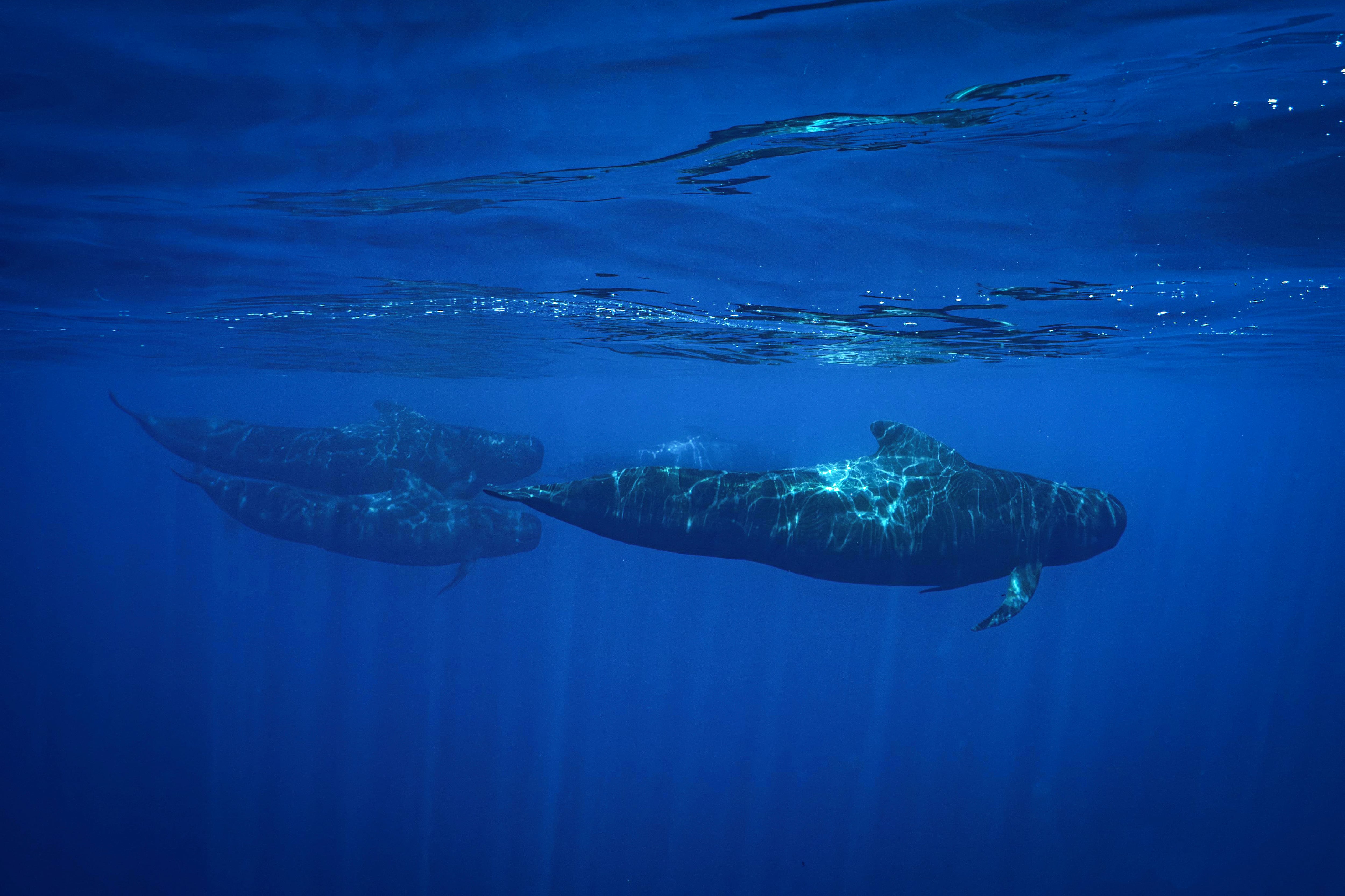 Pescadores y científicos ecuatorianos se unen para blindar la Reserva Marina Hermandad