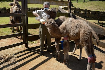 El jefe de veterinarios del zoo de Cabárceno da el biberón a dos camellos recién nacidos.