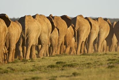 Un grupo de elefantes en el parque nacional Addo Elephant, en el Cabo del Este (Sudáfrica).