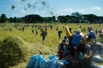 Dos centenares de criminales trabajan el campo en la Prisión y Granja Penal de Iwahig; a 14 kilómetros de la capital, Puerto Princesa. : La prisión de Iwahig es la granja penal con mayor producción de Filipinas. Sus 26.000 hectáreas cuentan con arrozales, zonas de pesca, animales, el espeso manglar costero y una cadena montañosa,