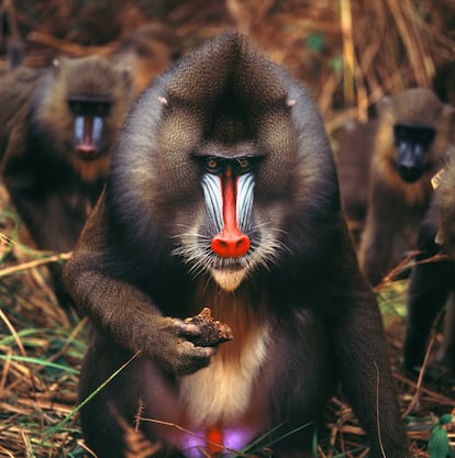 Naturaleza salvaje. Si ha soñado con sentirse como un explorador en medio de la selva, Gabón, en la costa atlántica africana, es su destino: el 85% del país es bosque tropical, por el que se cuelan caudalosos ríos, estruendosas cataratas y tranquilas lagunas. En sus 13 parques naturales encontrará elefantes, mandriles, gorilas y otros animales salvajes. Descanse de tantas emociones en una de las soberbias playas de arena blanca donde avistará ballenas y tortugas.