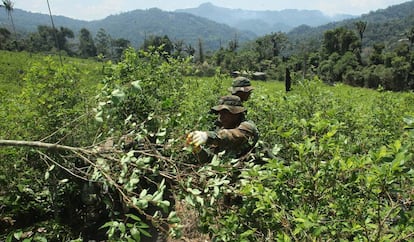 Bolívia, Colômbia e Peru são os principais produtores mundiais de coca e também de seu  derivado ilegal, a cocaína.