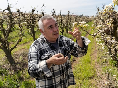 Pere Roqué  comprueba el estado de sus frutales tras las heladas