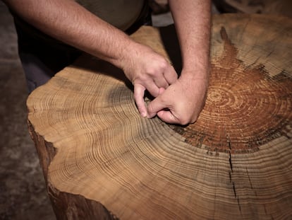 Un biólogo muestra los anillos de crecimiento del pino.