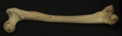 Femur de hominido de hace 400.000 años de la Sima de los huesos (Atapuerca).