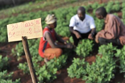 Dangala, República Centroafricana. El facilitador de la escuela de campo, Samson Dangaza, debate con agricultores locales los resultados obtenidos con un método mejorado de cultivo de cacahuetes.