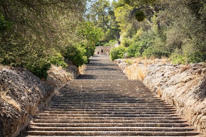 Muchos suben en coche o en autobús a este monte de las vecindades de Palma, visitan el castillo de Bellver –una preciosa fortaleza circular del siglo XIV–, hacen una foto casi aérea de la ciudad, la publican en Instagram y salen pitando. El bosque de Bellver, casi ni lo huelen. Otros se lo toman con más calma y ascienden a esta cima de 112 metros de altura por la escalinata de Sa Pujada, saboreando en cada uno de sus 500 peldaños el aroma de los pinos carrascos, las encinas, los acebuches y los madroños. Y otros, conscientes de la inmensa suerte que es tener un bosque así a solo tres kilómetros de Palma, lo exploran sin ninguna prisa, disfrutando de todas las posibilidades que ofrece para hacer senderismo. En dar una vuelta de cinco kilómetros, bordeando por el interior la cerca que delimita este bosque de 126 hectáreas, se tarda una hora y media.
(visitpalma.com). 

