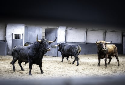 Toros de Cuadri reseñados para la corrida celebrada el 2 de abril de 2023 en Las Ventas.