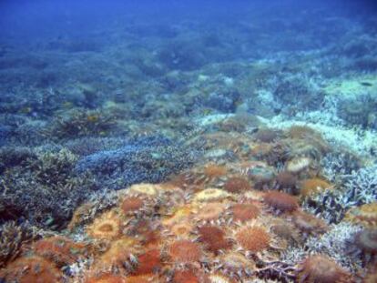 La  Acanthaster planci  engulle hasta 10 metros cuadrados de coral al año