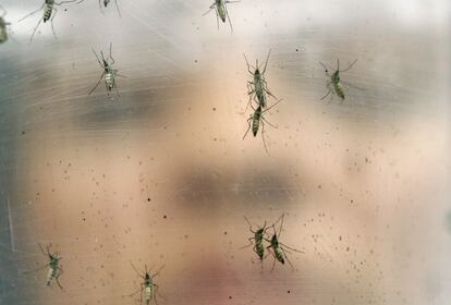 Mosquitos 'Aedes aegypti' no Brasil.