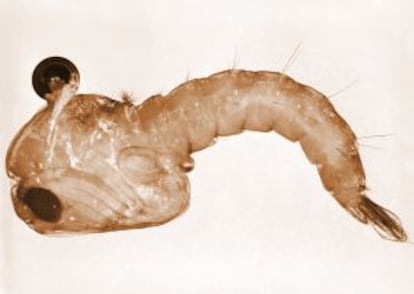 Pupa del mosquito que transmite la malaria.