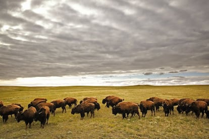 La soledad reina en el territorio central de Canadá. Conduciendo a través de las llanuras de Manitoba, Saskatchewan y Alberta aparece el trigo, después más ondulante trigo y luego más trigo punteado por un ocasional silo de cereales. Grandes cielos para grandes tormentas que descargan aguaceros con violencia, visibles en el horizonte a kilómetros de distancia. Entre las remotas ciudades donde hacer una parada se hallan la artística Winnipeg, la alegre Moose Jaw y Regina, con su policía montada; y entre medias, aldeas ucranianas y escandinavas. Las grandes praderas canadienses pueden parecer a primera vista monótonas y aburridas (y probablemente lo sean), pero el viajero inteligente debe estar dispuesto a profundizar para descubrir su atractivo: océanos de trigo que se mecen, llanuras infinitas que se funden con el horizonte, carreteras solitarias, pueblecitos con encanto y lugares casi anónimos que son la esencia de la historia de Canadá.