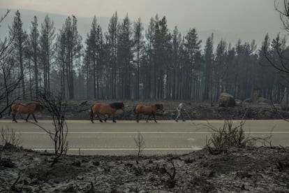 Un hombre guía a varios caballos por una carretera en medio de un área calcinada por el incendio forestal que permanece activo en Manzaneda (Ourense), este miércoles.