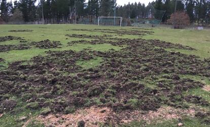 Campo de Catro Ventos, destrozado por los jabalíes, en Cazás (Xermade).