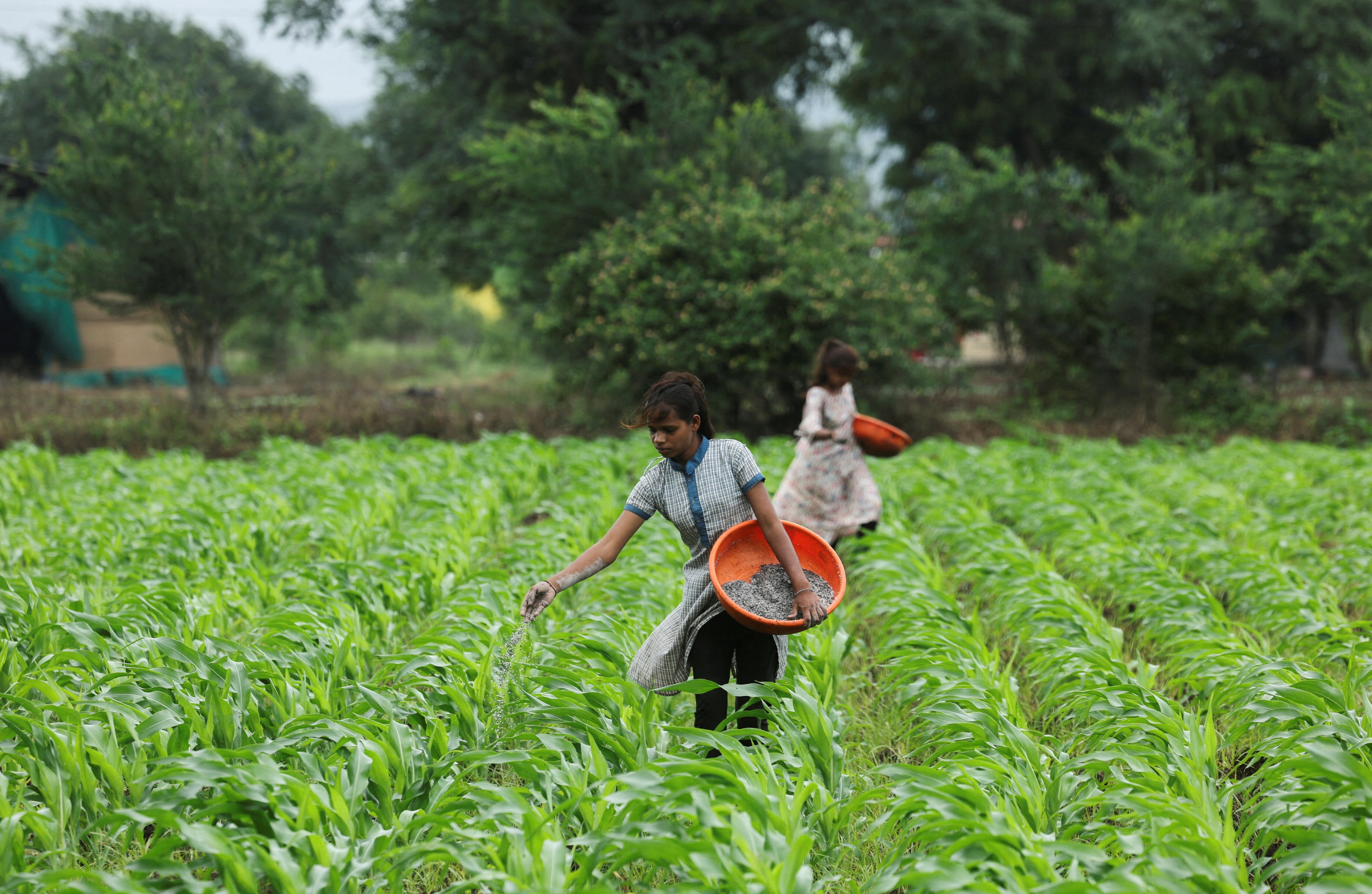 Los fertilizantes atrapados en Ormuz empujan a un Sur Global hiperdependiente de las importaciones hacia una “crisis de pobreza”