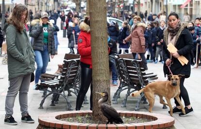 Un cormorán crea espectación en la calle Ecilla de Bilbao.