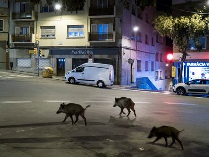 Jabalíes en el centro del barrio barcelonés de Vallvidrera, el barrio con la renta mas alta de la ciudad el pasado 30 de septiembre de 2021.