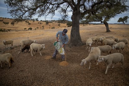 Un ganadero de la provincia de Huelva. / ALEJANDRO RUESGA