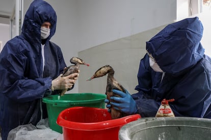 Dos voluntarios limpian el pasado 8 de enero a unas aves afectadas por vertido de fueloil en el estrecho de Kerch