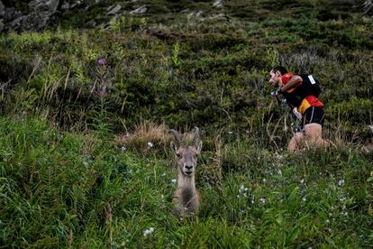 Um corredor passa por uma cabra da montanha enquanto compete na prova de 170 km do Mont Blanc Ultra Trail que atravessa França, Itália e Suíça em 31 de agosto.