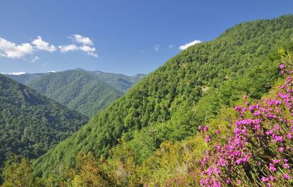 La reserva natural de Muniellos, en el Principado de Asturias.