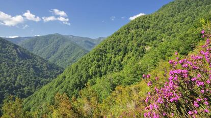 La reserva natural de Muniellos, en el Principado de Asturias.