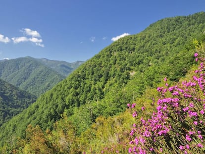 La reserva natural de Muniellos, en el Principado de Asturias.