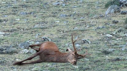 Un ciervo muerto por congestión pulmonar en la Sierra de Baza.