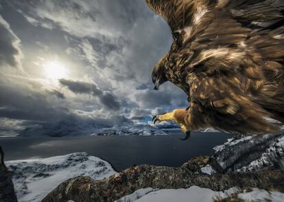 'Golden eagle landing' (Aterrizaje del águila real).