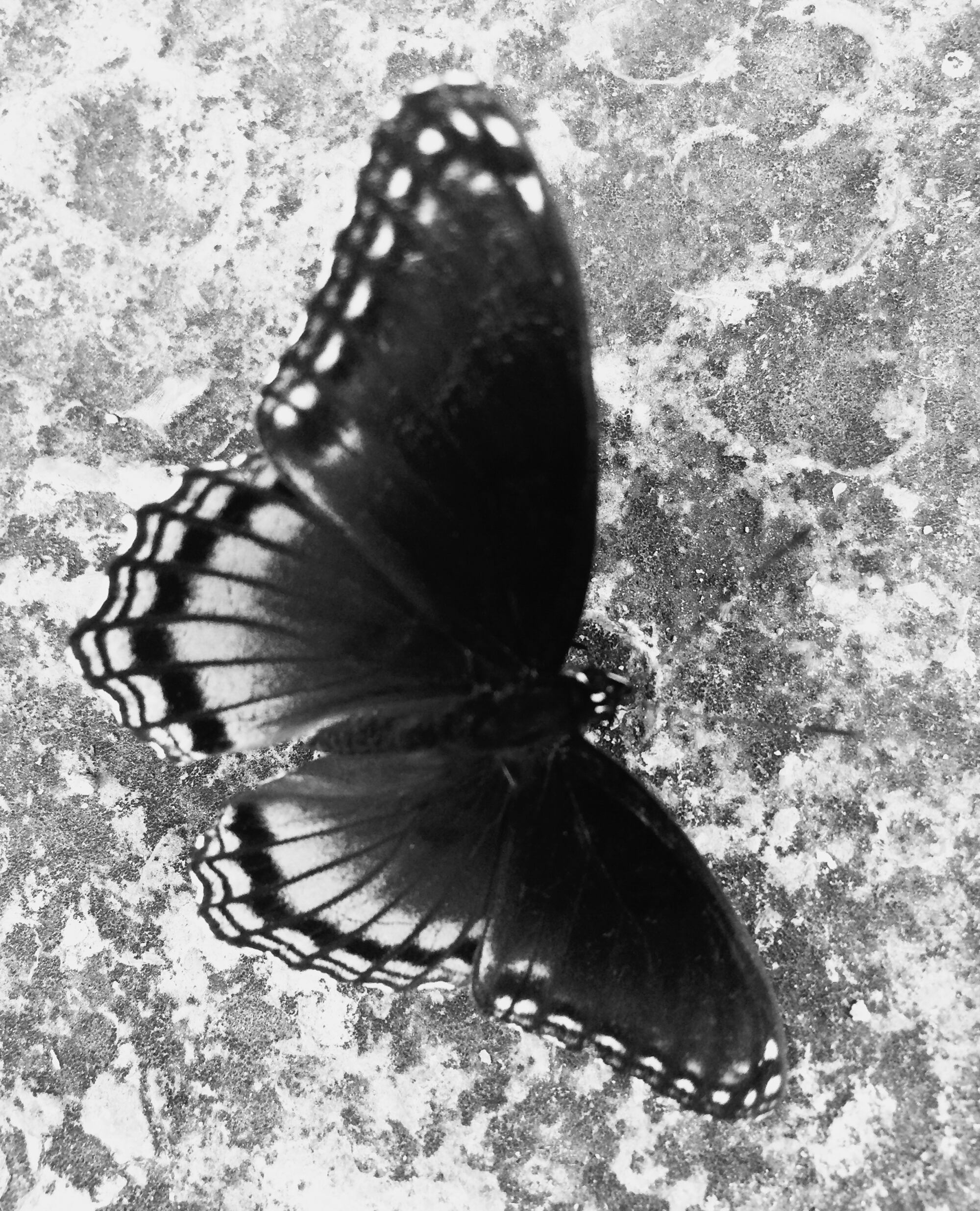 “Limenitis arthemis astyanax agoniza en Midland (Kentucky)”, la entrada del 8 de julio.