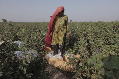 La recolectora de algodón, Azeema Khatoon, justo antes de empezar la cosecha en el poblado de Meeran Pur, al norte de Karachi (Pakistán), el pasado 26 de septiembre de 2014. Las mayor parte del medio millón de productores de este material en aquel país son mujeres y trabajan por menos de dos dólares al día. Los activistas defensores de los derechos laborales denuncian que, a menudo, son explotadas por sus capataces, quienes suelen retener sus salarios y las acosan sexualmente. El año pasado, un grupo de unas 40 empleadas de este sector en una zona rural hicieron algo inaudito para ellas hasta entonces: se declararon en huelga para quejarse de sus bajos salarios, que no les daban para cubrir la alimentación familiar.