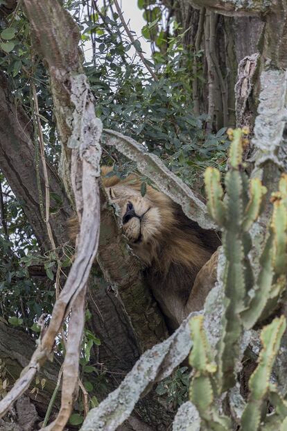 En este parque nacional existen alrededor de 80 leones. Los leones machos desarrollan melenas a partir de su tercer año y pueden pesar entre 150 y 230 kilos.