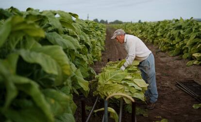 Un trabajador en una cosecha de tabaco en Extremadura (España).