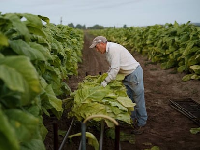 Un trabajador en una cosecha de tabaco en Extremadura (España).