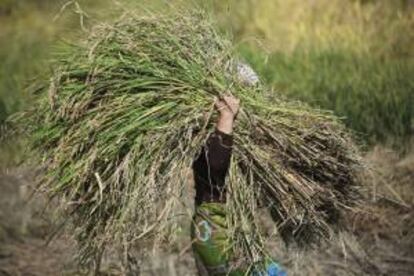 Una mujer acarreando arroz en la localidad nepalí de Thali. EFE/Archivo