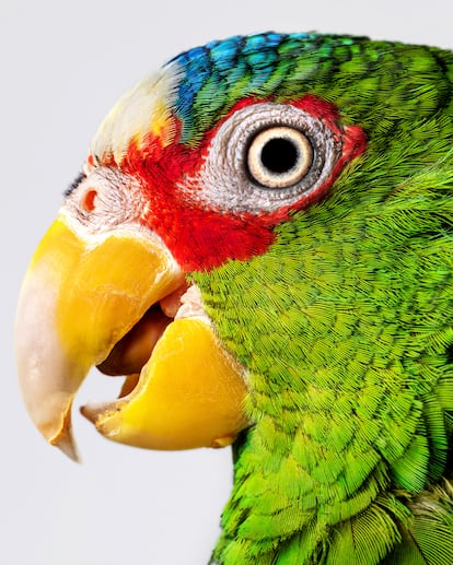 Loro Amazonas frentialba ('Amazonas albifrons').