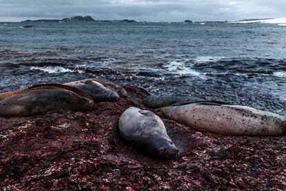 Elefentes marinos en la orilla.  Isla Robert, Archipiélago islas Shetland del Sur.