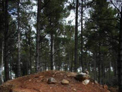 Bastión camuflado de ametralladoras en el bosque de Paredes.