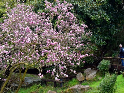 Una magnolia en plena floración en el mes de febrero.
