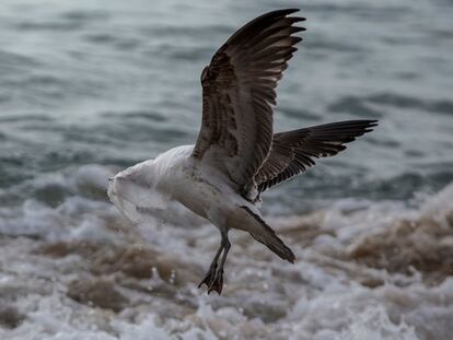 Una gaviota lucha por desprenderse de una bolsa de plástico, en la playa de Caleta Portales en Valparaíso, Chile.