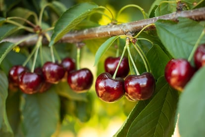 Cerezas del Jerte. Imagen proporcionada por el programa La Cerecera.