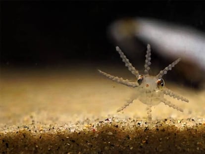 Pulpo juvenil de 55 días en el Instituto de Investigaciones Marinas (CSIC) de Vigo.