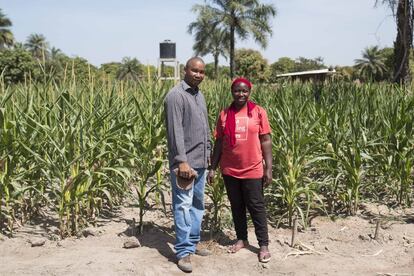 Amadou Saliou Diallo, de 35 años, y su esposa Aissatou posan delante del pequeño maizal experimental que han plantado en su finca de Mama Toro, cerca de Ziguinchor. “Esta finca, herencia familiar, la exploto desde hace cuatro años. De la tierra obtengo pimienta, tomates, gombo y pepinos. Funcionó bien, hay demanda suficiente. Venían mujeres a comprar y ellas los llevaban a los tres mercados de la ciudad”, asegura. Decidieron presentarse al proyecto de Granjas Naatangué y ahora cuentan con un pozo de 18 metros y un motor que funciona con energía solar. “Es una diferencia total, el cuerpo ya no duele de estar sacando agua”, remacha.